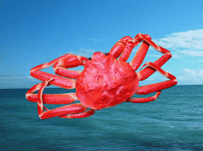 Red Crab Swimming In Ocean GIF
