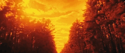 Red Dawn Lush Forest GIF