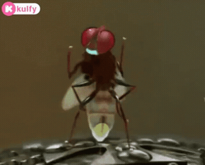Red-Eyed Fly On Metal GIF