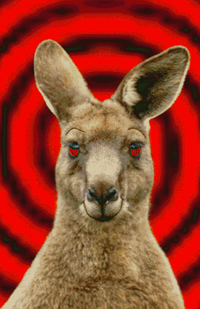 Red-Eyed Kangaroo On Red Spiral GIF