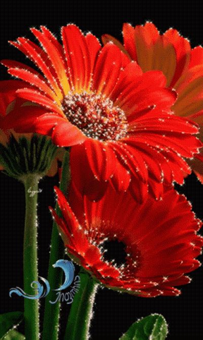 Red Flower Close Up With Aogina Watermark GIF