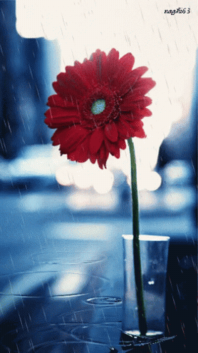Red Flower In Clear Vase Naghib63 GIF