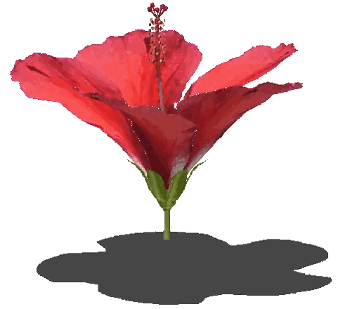 Red Flower With Green Stem Sticker
