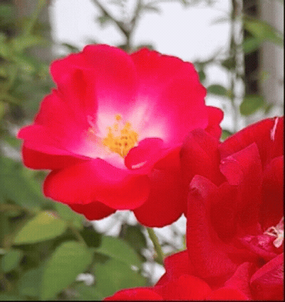 Red Flower With White Center GIF