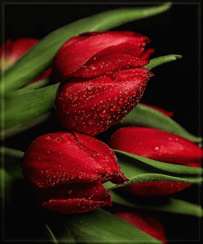 Red Flowers With Water Drops GIF