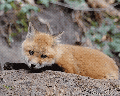 Red Fox Cub Laying On Ground Looking At Camera GIF