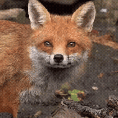 Red Fox Face Close Up GIF