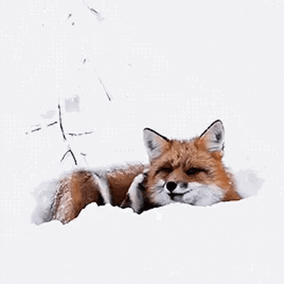 Red Fox Laying In Snow Looking At Camera GIF