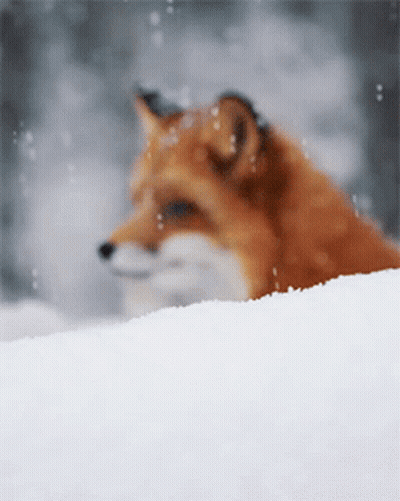 Red Fox Lying In Snow GIF