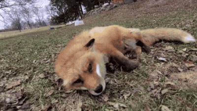 Red Fox Lying On Back In Grass GIF