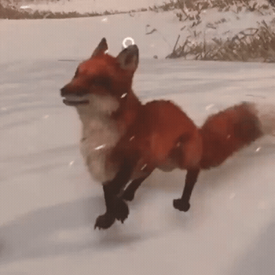 Red Fox Running Through Snow GIF