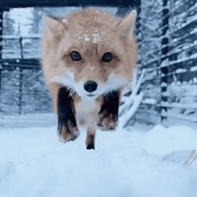Red Fox Running Through Snow GIF