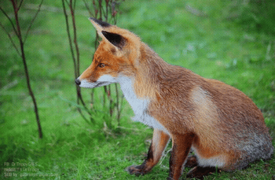 Red Fox Sitting In Grass Looking Right GIF