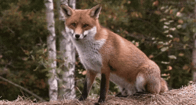 Red Fox Sitting On Hay In Woods GIF