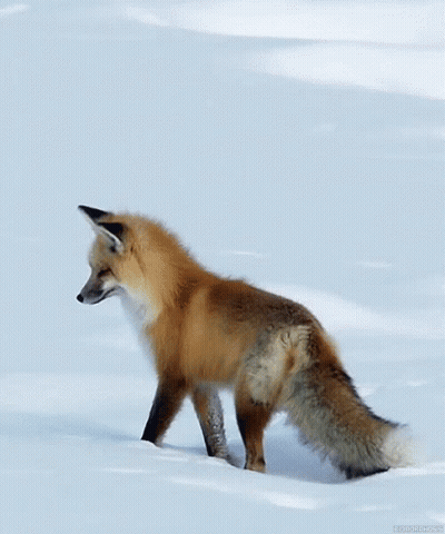 Red Fox Standing In Snow GIF