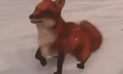 Red Fox Walking In Snow GIF