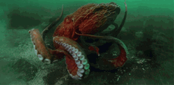 Red Giant Octopus Under The Sea  GIF