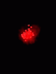 Red Hearts Bursting Into Pieces  GIF