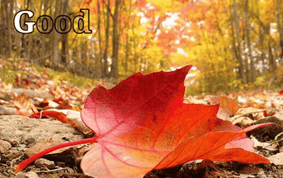 Red Leaf On Ground Saying Good GIF