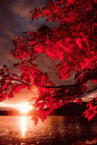 Red-Leafed Tree By Water GIF
