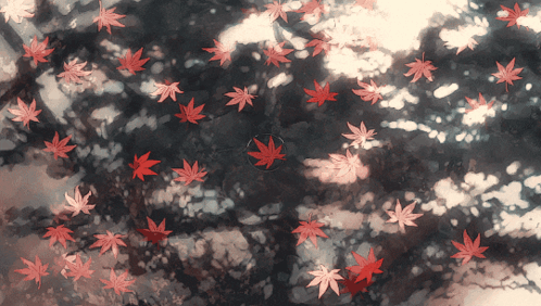 Red Leaves Are Falling From A Tree With A Circle Around Them GIF