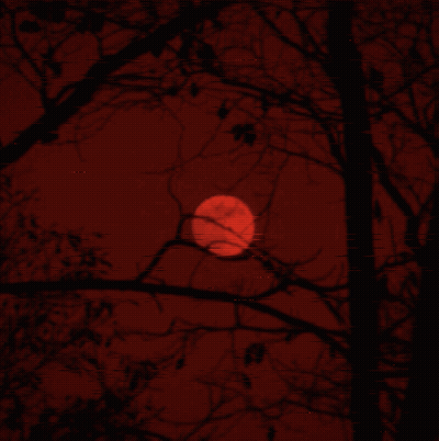 Red Moon Through Tree Branches GIF