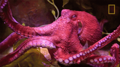 Red Octopus With National Geographic Logo GIF