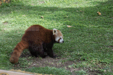 Red Panda At The Park GIF