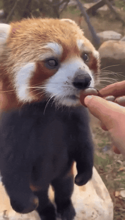 Red Panda Being Fed By Person GIF