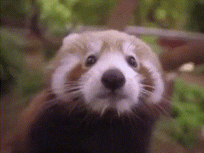 Red Panda Close Up Looking At Camera GIF