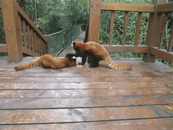 red panda fighting