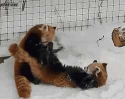 red pandas in snow gif