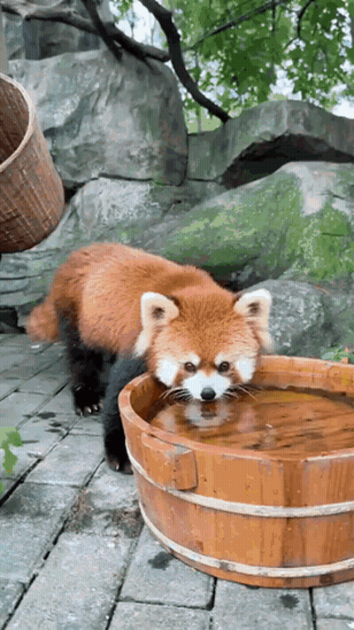 Red Panda Drinking From Wooden Bucket GIF