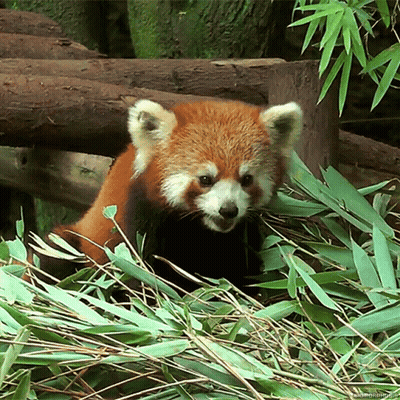 Red Panda Eating Bamboo Leaves GIF