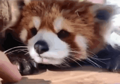 Red Panda Eating Food GIF