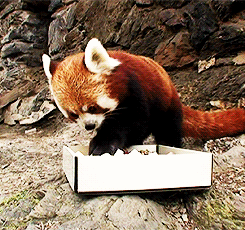 Red Panda Eating Gently GIF