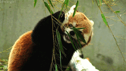 Red Panda Eating Leaves GIF