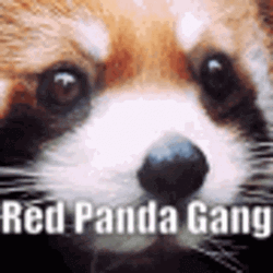 Red Panda Gang Close Up GIF