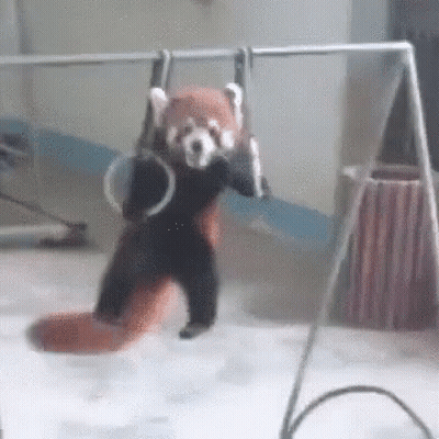Red Panda Hanging Upside Down Holding Rings GIF