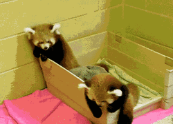 Red Panda In Crib GIF