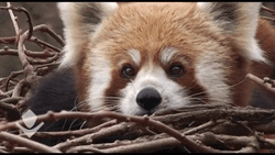 Red Panda In Forrest GIF