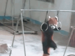 Red Panda In Monkey Ring GIF