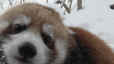 Red Panda In Snow Looking At Camera GIF