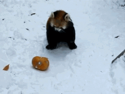 Red Panda In Snow GIF