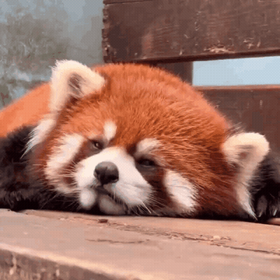 Red Panda Laying On Back On Wooden Ledge GIF