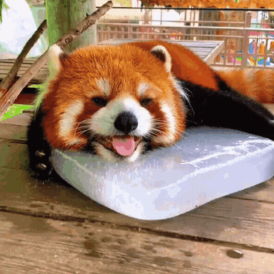 Red Panda Laying On Ice Block With Tongue Out GIF