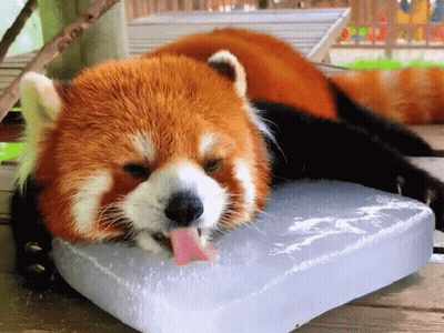 Red Panda Laying On Ice With Tongue Out GIF