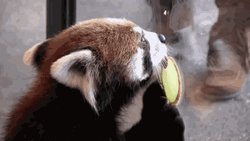 Red Panda Licking Glass GIF