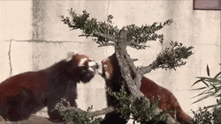 Red Panda Licks Love GIF