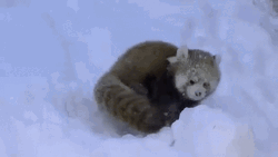 Red Panda Loving Snow GIF